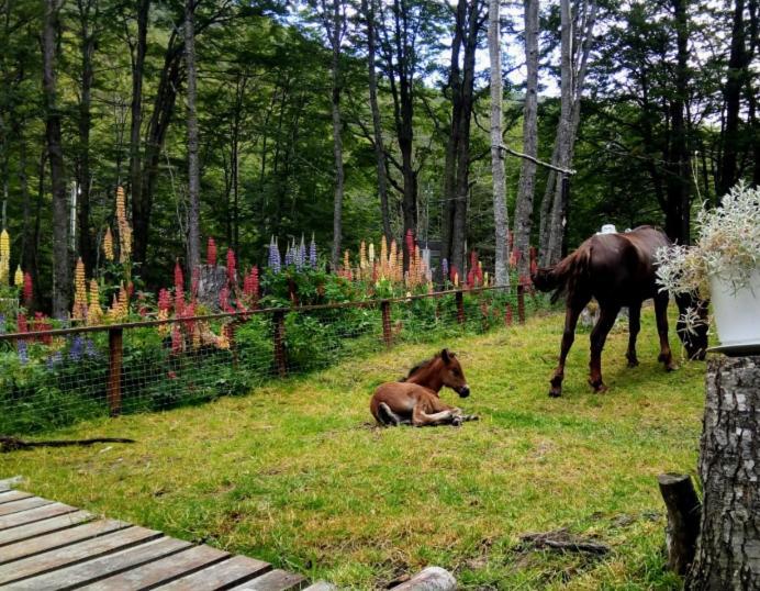 Bosque Holistico Del Fin Del Mundo Hotel Ushuaia Luaran gambar